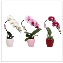 Phalaenopsis Orchidea "Swan"