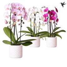 Cascade Orchidea Kaspóban Cascade Orchidea Kaspóban