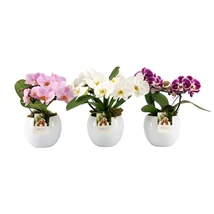 Phalaenopsis "Angel" Orchidea Phalaenopsis "Angel" Orchidea