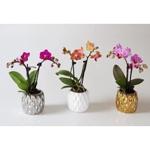 Phalaenopsis Mini Deco