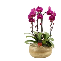 Cascade Orchidea Dekoráció