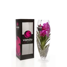Vanda Orchidea