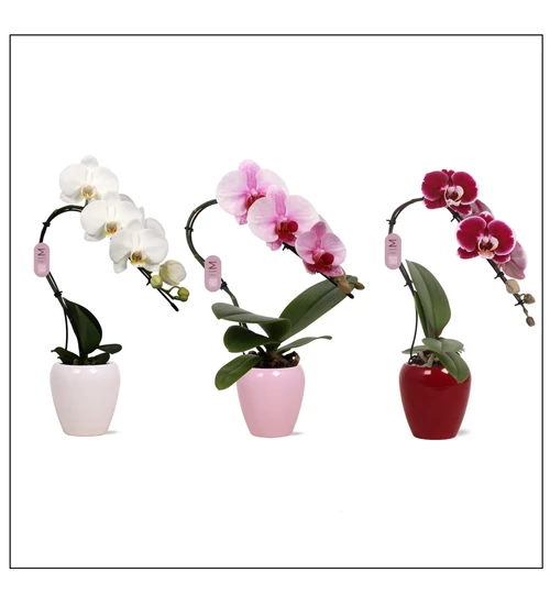 Phalaenopsis Orchidea "Swan"