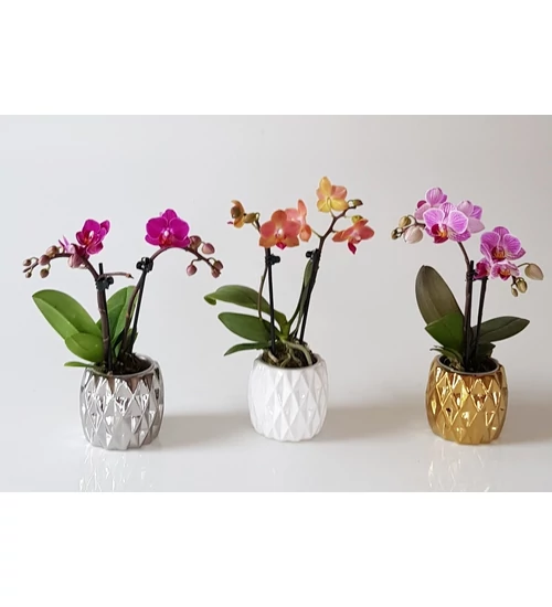 Phalaenopsis Mini Deco