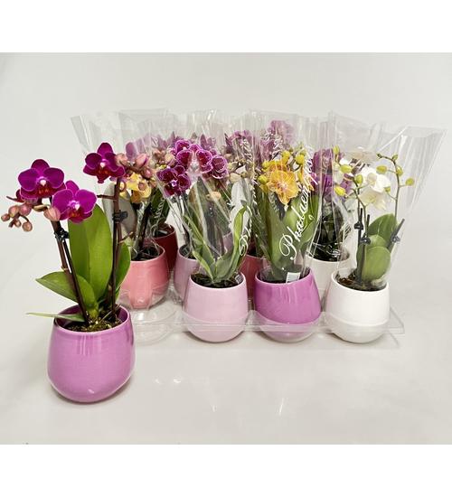 Phalaenopsis Mini Deco