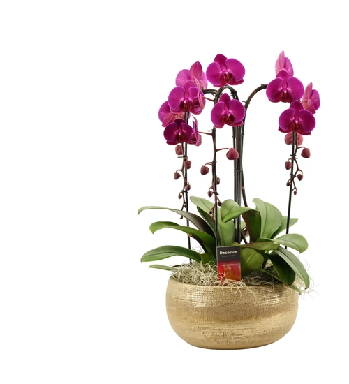 Cascade Orchidea Dekoráció