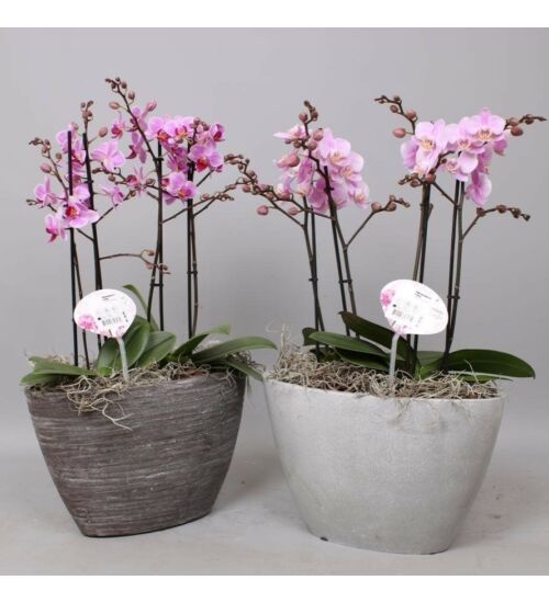 Orchidea Dekoráció