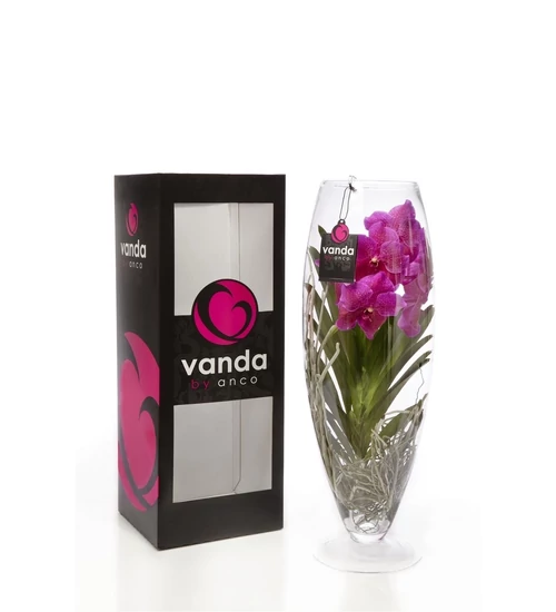 Vanda Orchidea